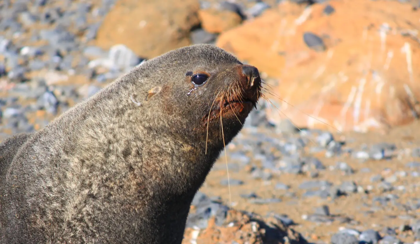 Antarctic fur seal at Brown Bluff