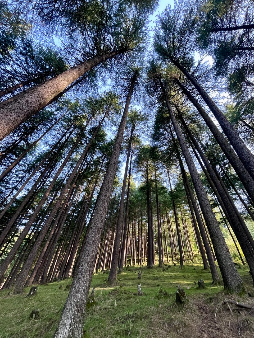 Deodar forest along the Naggar-Jana road